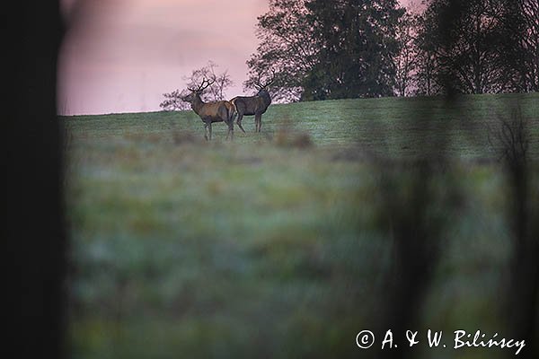 jeleń szlachetny, europejski, Cervus elaphus elaphus
jeleń karpacki, byki