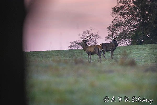 jeleń szlachetny, europejski, Cervus elaphus elaphus
jeleń karpacki, byki