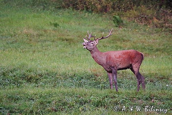 jeleń szlachetny, europejski, Cervus elaphus elaphus jeleń karpacki, rykowisko, byk