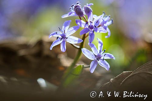 Cebulica dwulistna, Scilla bifolia