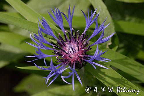 chaber miękkowłosy Centaurea mollis