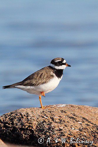 Sieweczka obrożna, Charadrius hiaticula