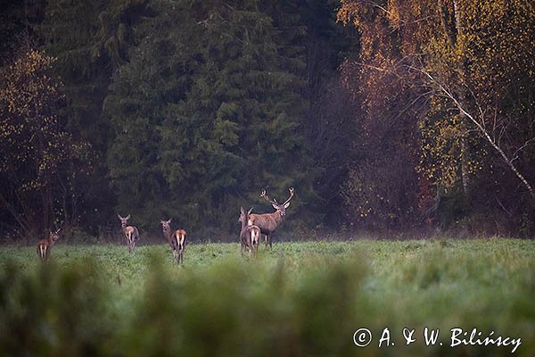 jeleń szlachetny, europejski, Cervus elaphus elaphus
jeleń karpacki, byk i łanie