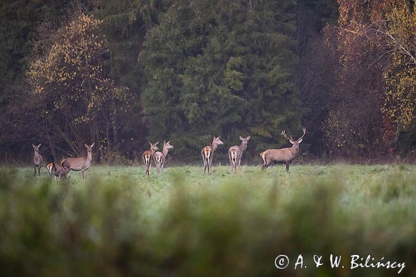 jeleń szlachetny, europejski, Cervus elaphus elaphus
jeleń karpacki, byk i łanie