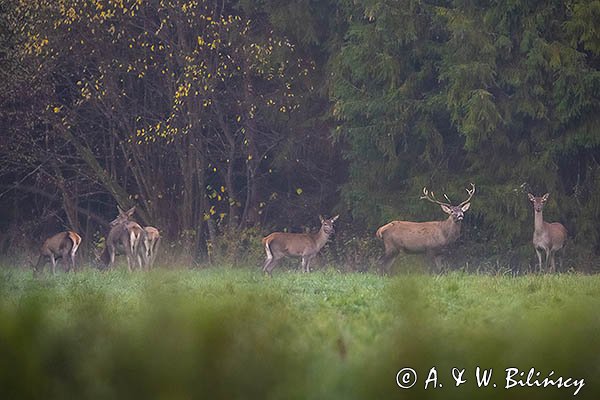 jeleń szlachetny, europejski, Cervus elaphus elaphus
jeleń karpacki, byk i łanie