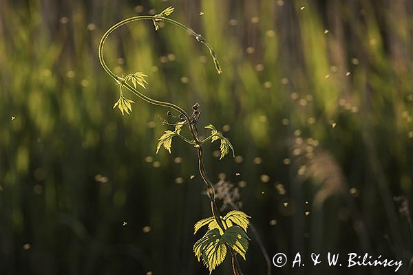 Chmiel zwyczajny, Humulus lupulus
