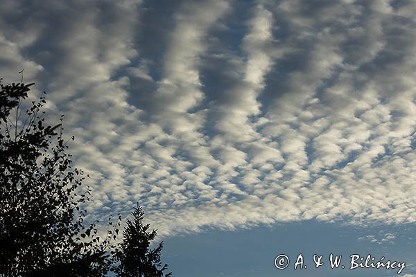 Chmury, altocumulus
