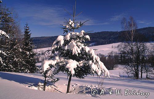 Bieszczady choinka