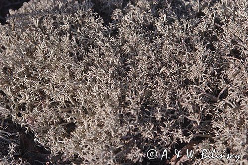 Chrobotek łagodny Cladonia mitis Cladina mitis