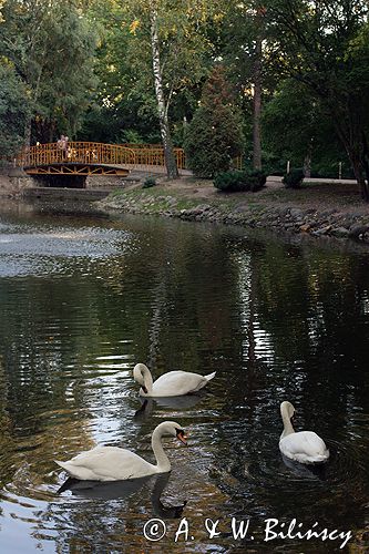 Ciechocinek łabędzie w parku zdrojowym
