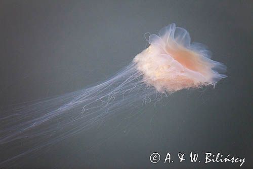 Bełtwa włosiennik, bełtwa festonowa, Cyanea capillata, Mały Bełt
