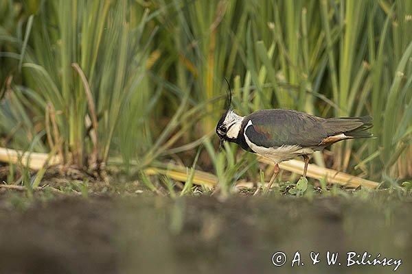 Czajka, Vanellus vanellus