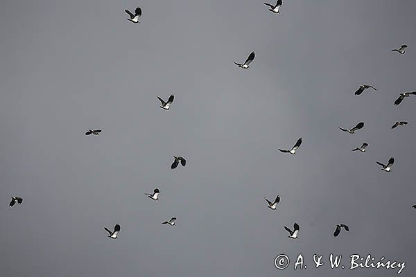 Czajka, Vanellus vanellus