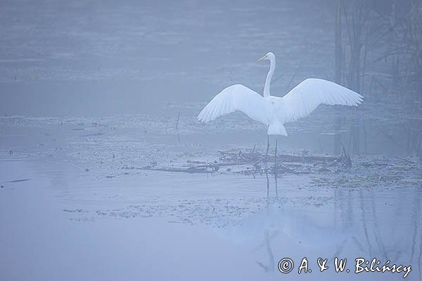 Czapla biała, Casmerodius albus, Ardea alba, Egretta alba