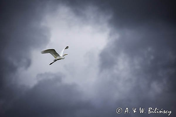 Czapla biała, Casmerodius albus, Ardea alba, Egretta alba