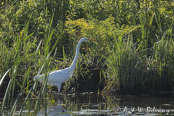 Czapla biała, Casmerodius albus, Ardea alba, Egretta alba