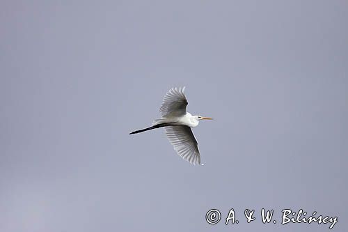 czapla biała, Casmerodius albus, Ardea alba, Egretta alba
