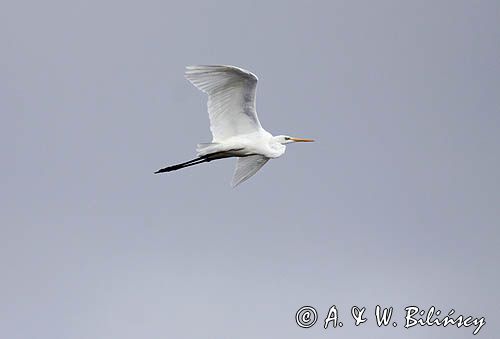 czapla biała, Casmerodius albus, Ardea alba, Egretta alba