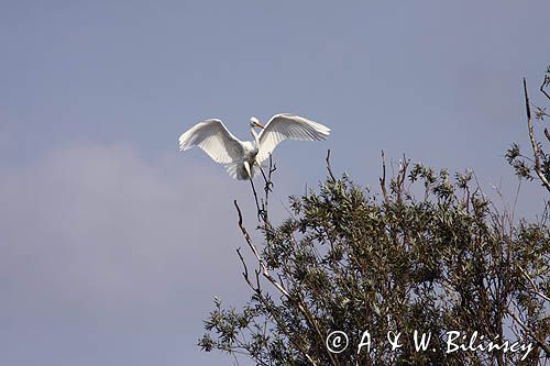 czapla biała, Casmerodius albus, Ardea alba, Egretta alba