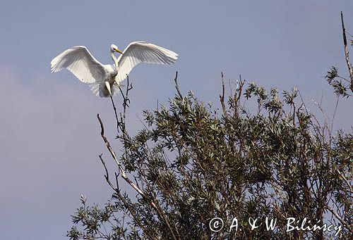 czapla biała, Casmerodius albus, Ardea alba, Egretta alba