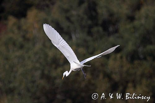 czapla biała, Casmerodius albus, Ardea alba, Egretta alba