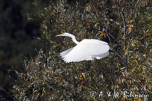 czapla biała, Casmerodius albus, Ardea alba, Egretta alba