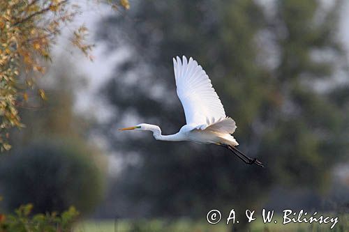 czapla biała, Casmerodius albus, Ardea alba, Egretta alba