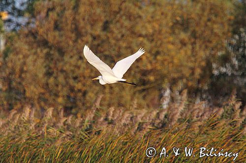 czapla biała, Casmerodius albus, Ardea alba, Egretta alba