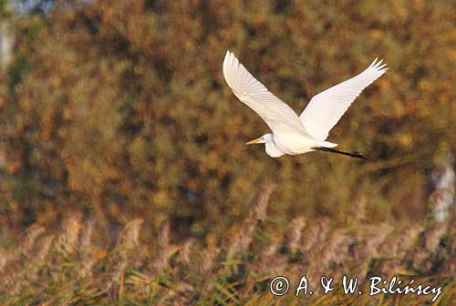 czapla biała, Casmerodius albus, Ardea alba, Egretta alba
