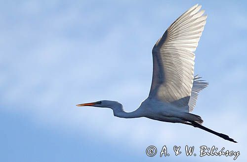 czapla biała, Casmerodius albus, Ardea alba, Egretta alba