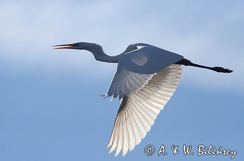 czapla biała, Casmerodius albus, Ardea alba, Egretta alba