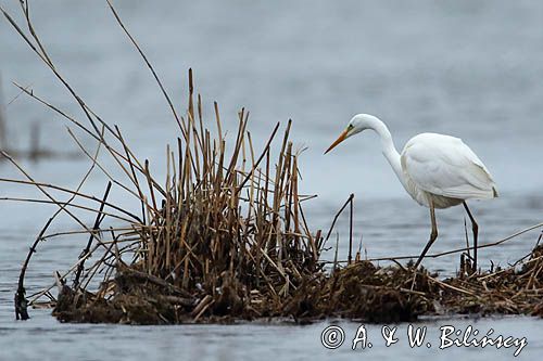czapla biała, Casmerodius albus, Ardea alba, Egretta alba