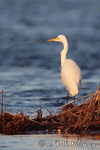 czapla biała, Casmerodius albus, Ardea alba, Egretta alba