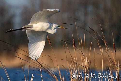 czapla biała, Casmerodius albus, Ardea alba, Egretta alba