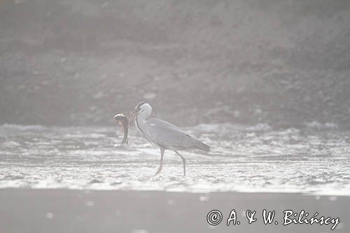 czapla siwa, Ardea cinerea, rzeka San, Pogórze Dynowskie