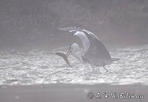 czapla siwa, Ardea cinerea, rzeka San, Pogórze Dynowskie