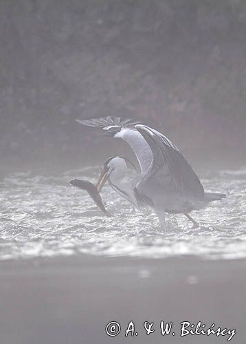 czapla siwa, Ardea cinerea, rzeka San, Pogórze Dynowskie