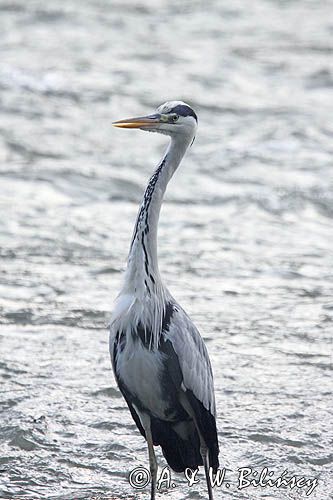 czapla siwa, Ardea cinerea, rzeka San, Pogórze Dynowskie