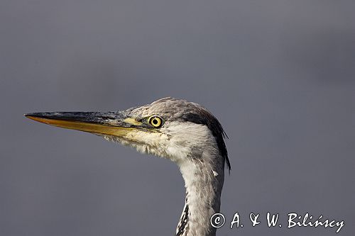 czapla siwa Ardea cinerea port Sandhamn, południowo-wschodni kraniec Szwecji, Blekinge