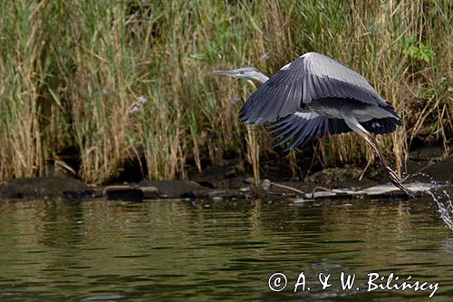 czapla siwa Ardea cinereaa
