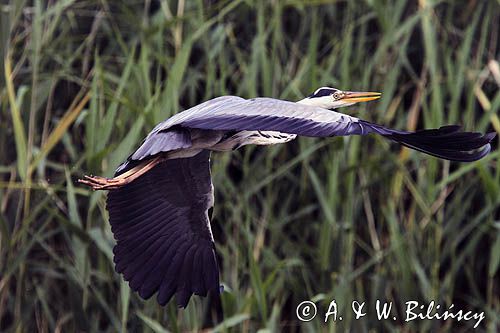 czapla siwa, Ardea cinerea