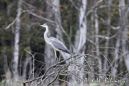 czapla siwa, Ardea cinerea