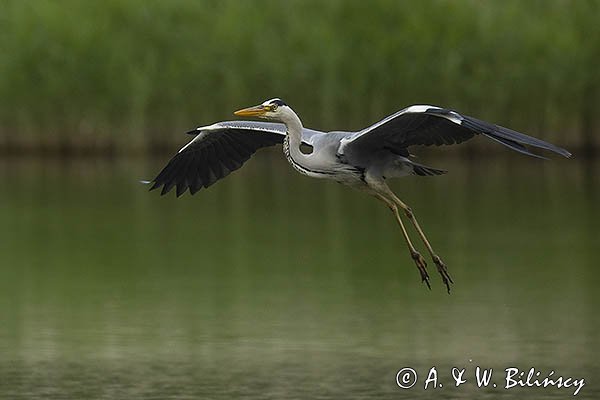 Czapla siwa, Ardea cinerea