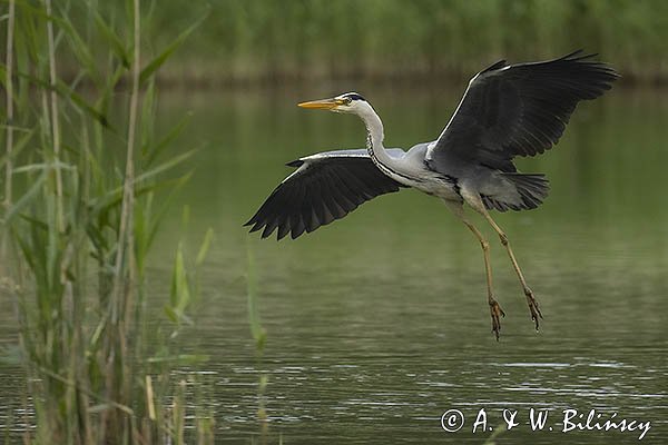 Czapla siwa, Ardea cinerea