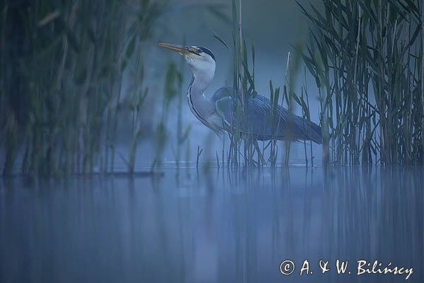 Czapla siwa, Ardea cinerea