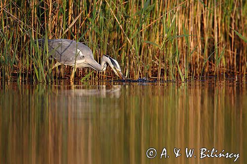 czapla siwa Ardea cinerea