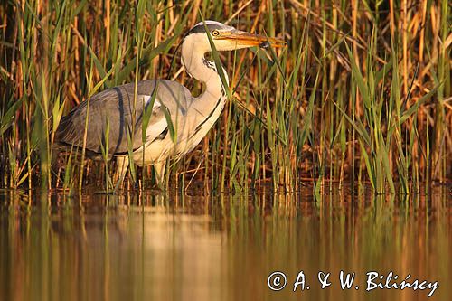 czapla siwa Ardea cinerea