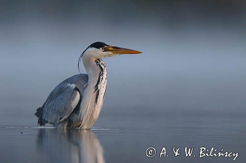 czapla siwa Ardea cinerea