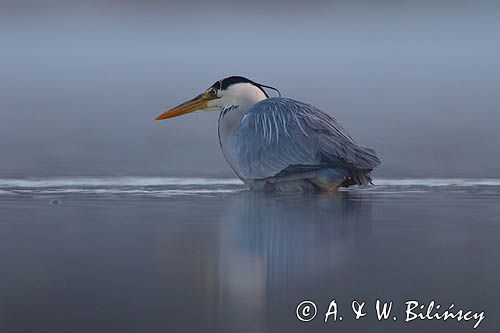czapla siwa Ardea cinerea