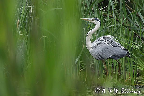 czapla siwa Ardea cinerea